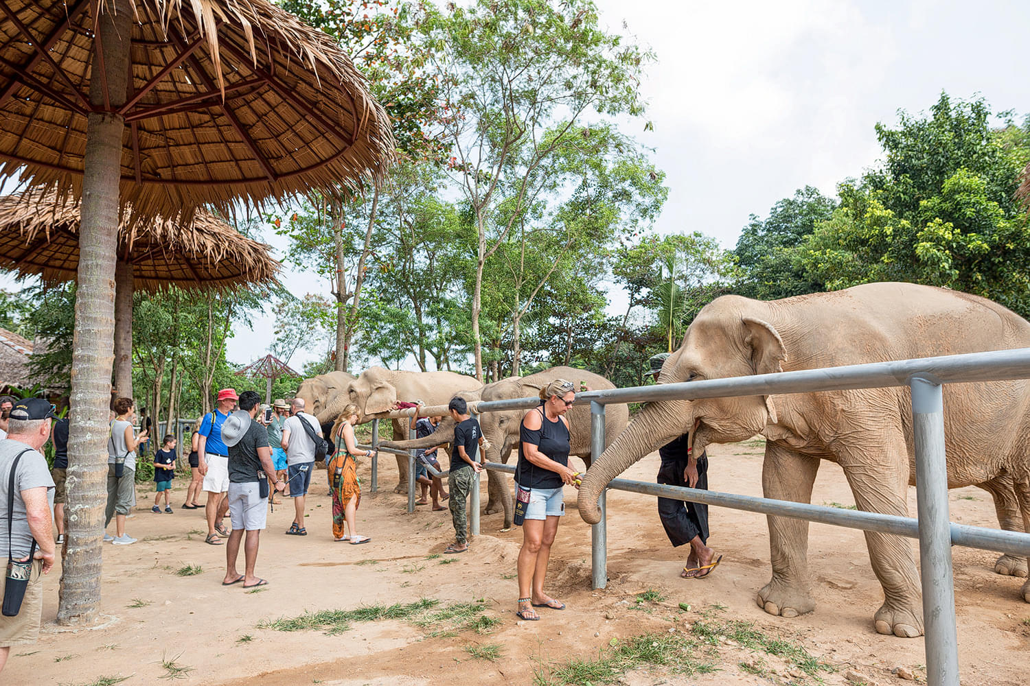 Samui Elephant Sanctuary Overview