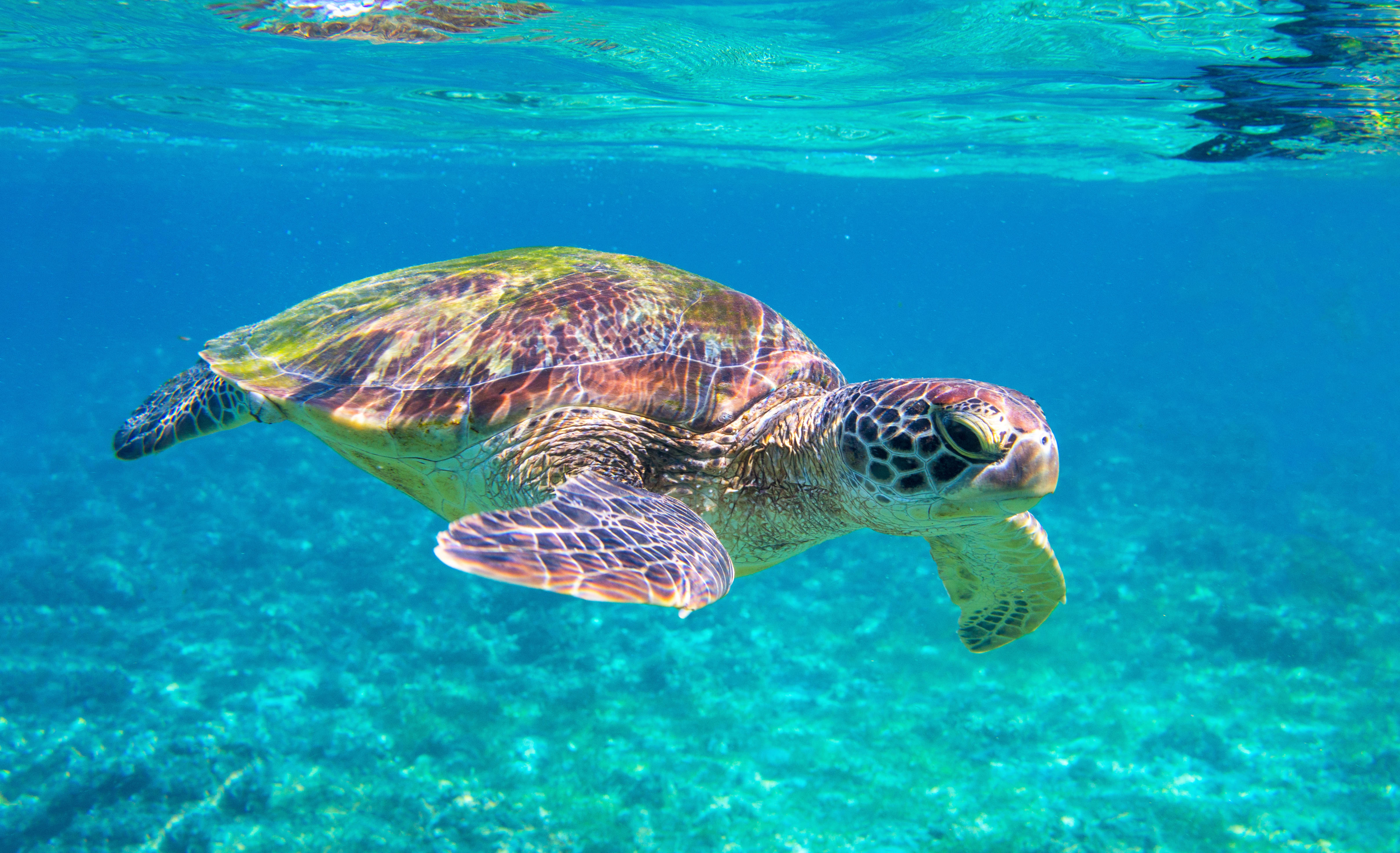 Visit the turtles that live in the water 