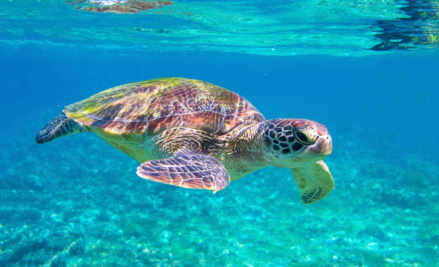 Visit the turtles that live in the water