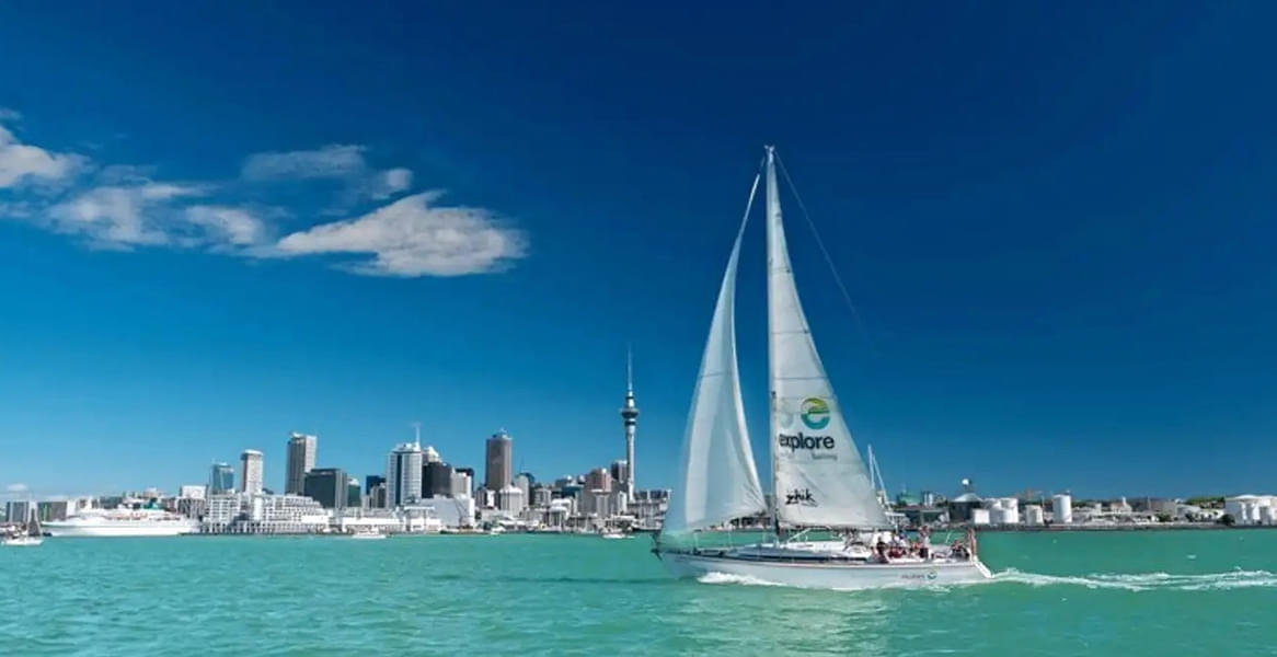 Auckland Dolphin & Whale Watching Cruise Image