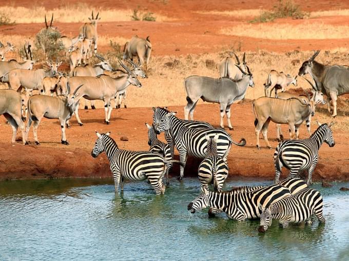 Tsavo-national-park-animals.jpg