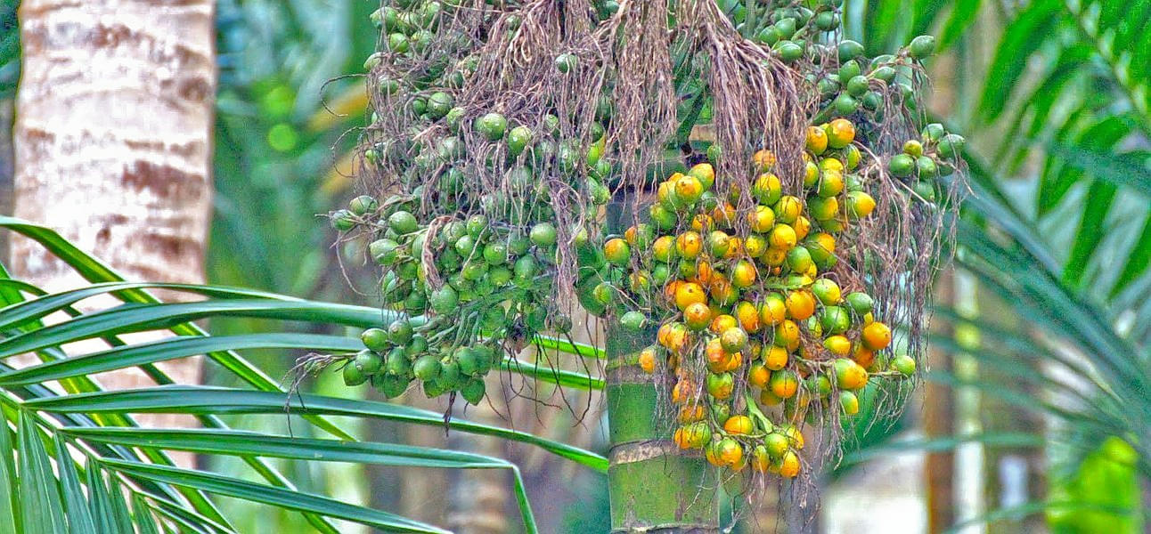 Spice Plantation Goa Image