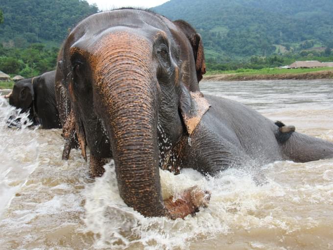 Chiang Mai Elephant Sanctuaries