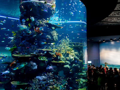 S.E.A. Aquarium One-Day Admission Ticket