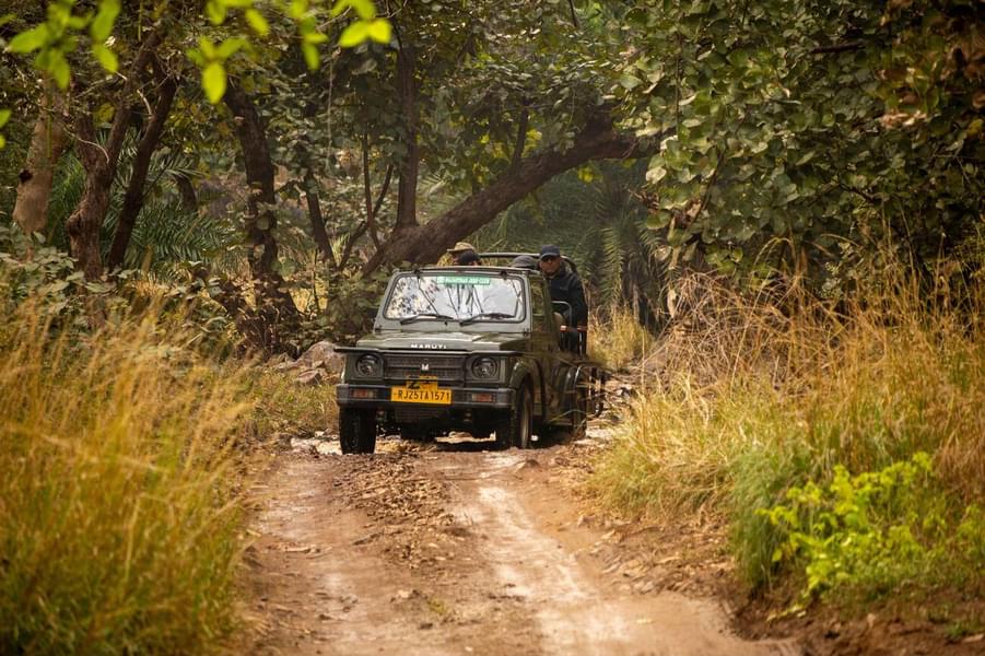 Kumbhalgarh Wildlife Sanctuary Jeep Safari Image
