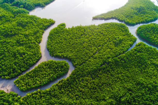 Aerial view of Eastern Mangroves.