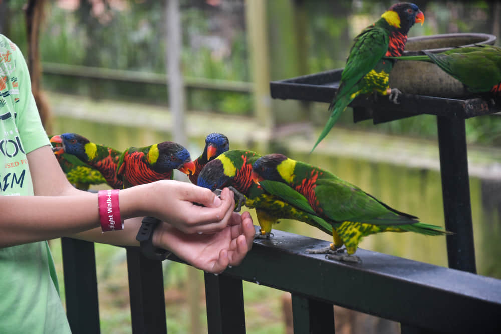 Free Flying Birds Feeding:
