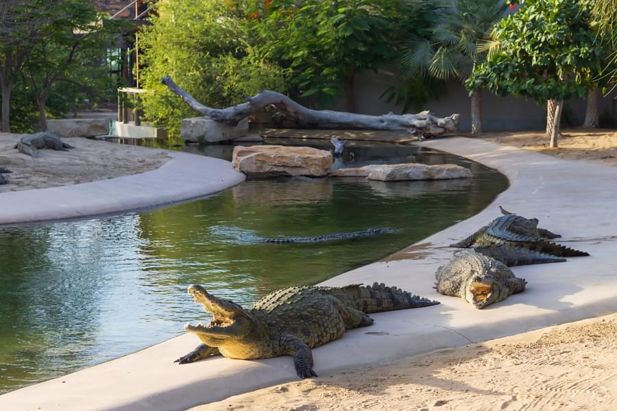 Dubai Crocodile Park