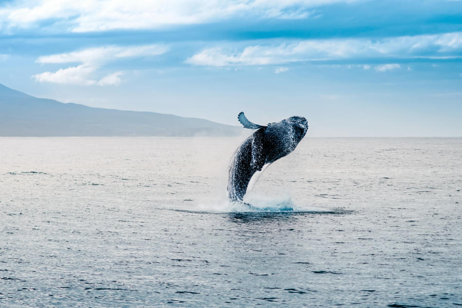 Reykjavik Excursions Whale Watching Image