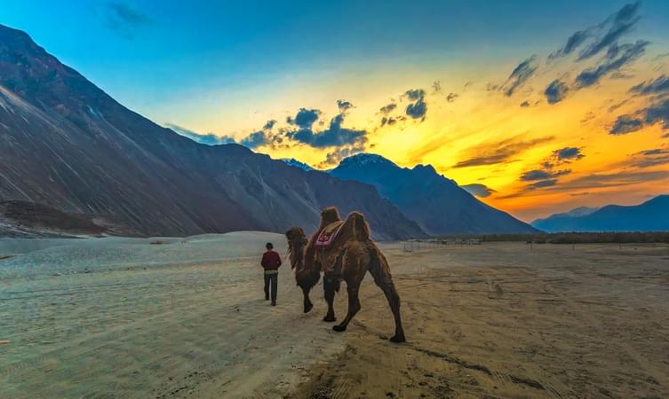 A wonderful ride on the Double-humped Bactrian camels exclusively found at Nubra valley