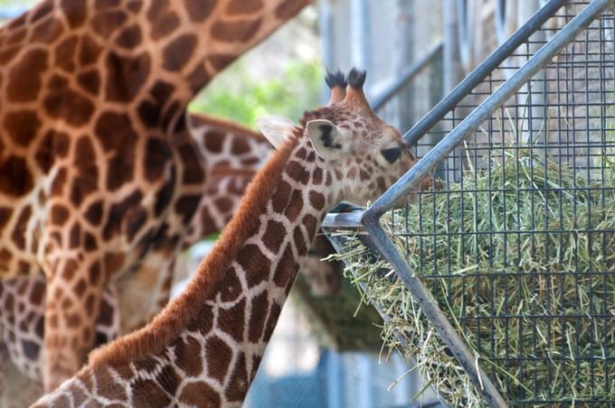 Al Ain Zoo