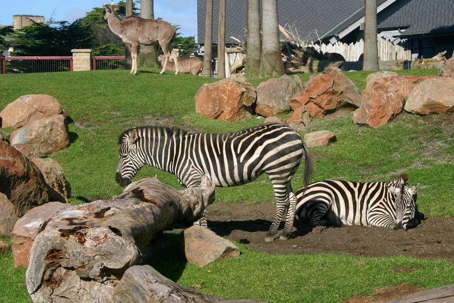 Observe the zebras from a close proximity