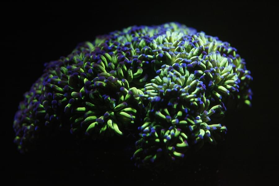 Aquarium de Paris Admission Tickets Image