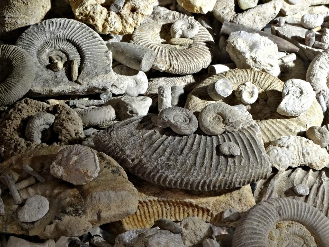 Go Fossil Hunting