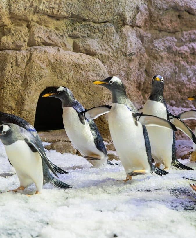 Dubai Aquarium