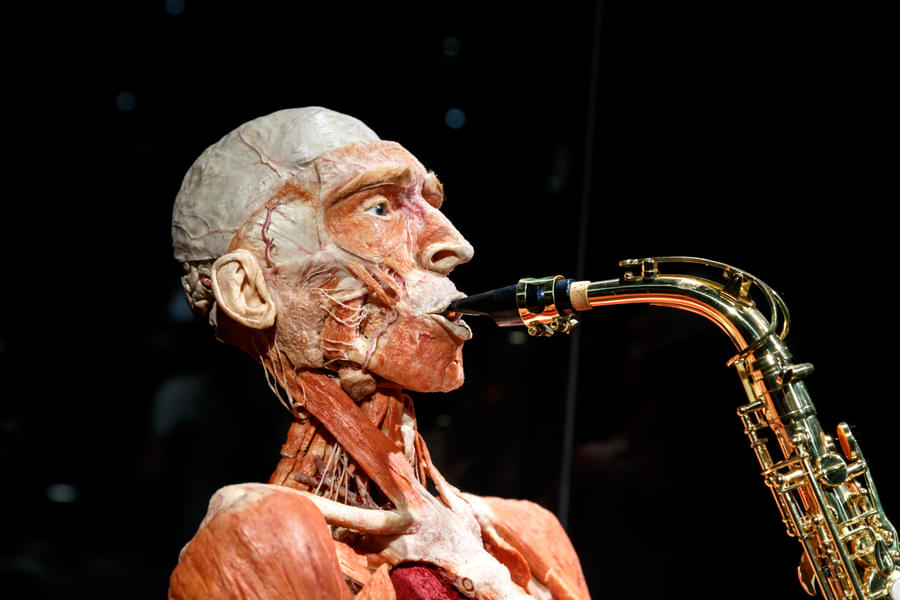 BODY WORLDS Berlin Tickets Image