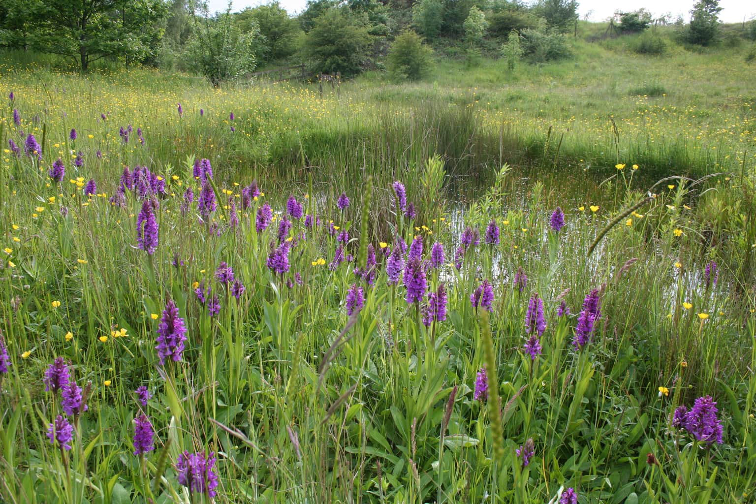 Baggeridge Country Park, <em>England</em>