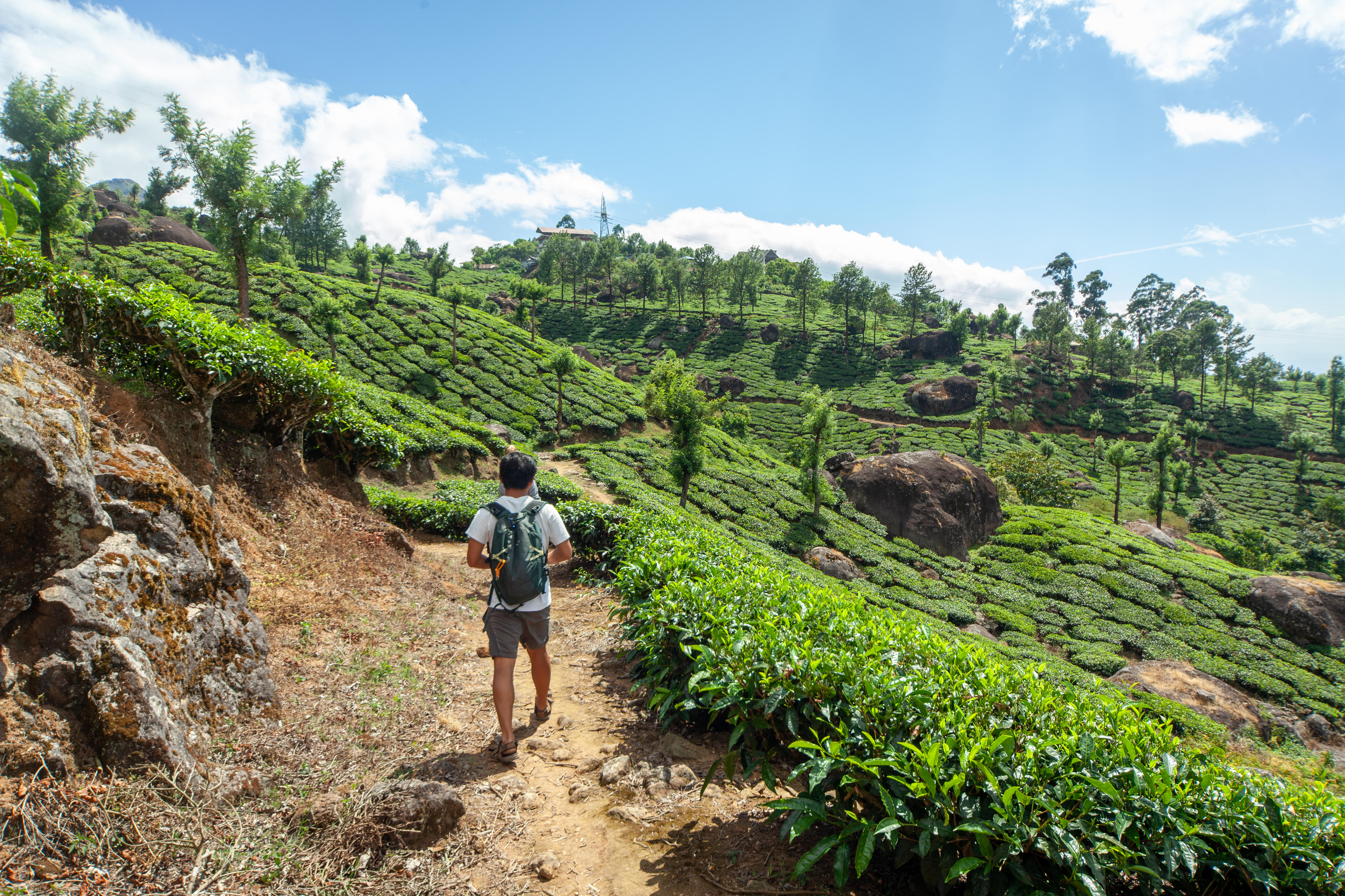 Tourist strolling through Munnar’s lush tea plantations