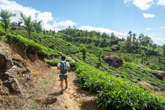 Walk amid endless rows of tea bushes in the heart of Munnar