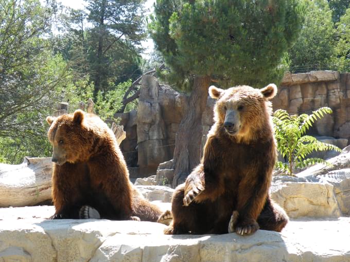 Bear in Turtle in Zoo Aquarium Madrid