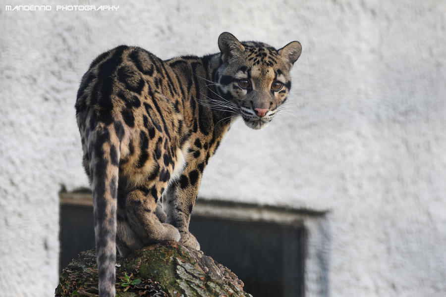 The Clouded Leopards