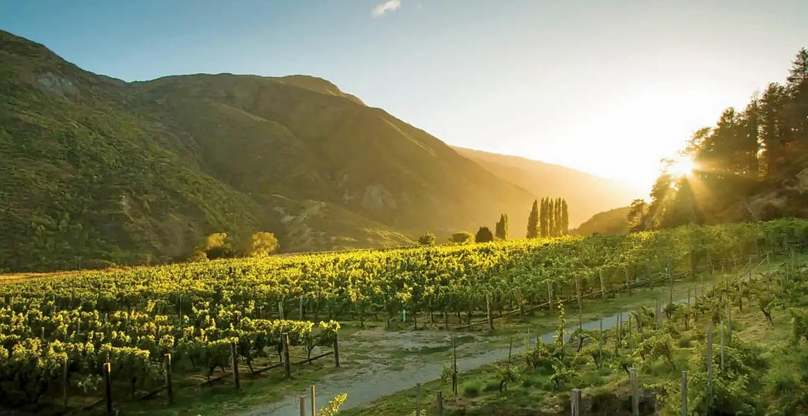 Gibbston Valley Wine Tour from Queenstown Image