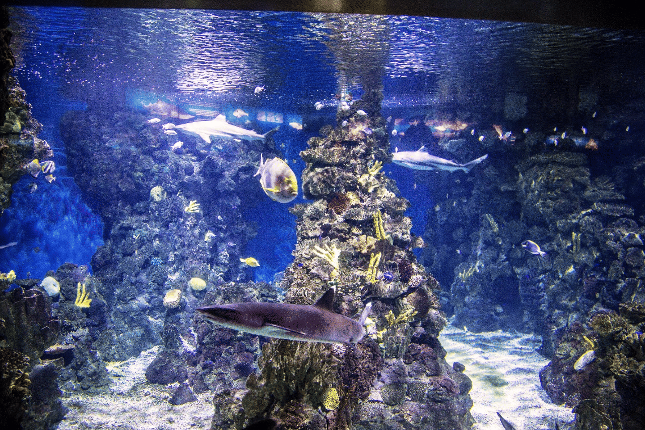 Interact with Marine Creatures
