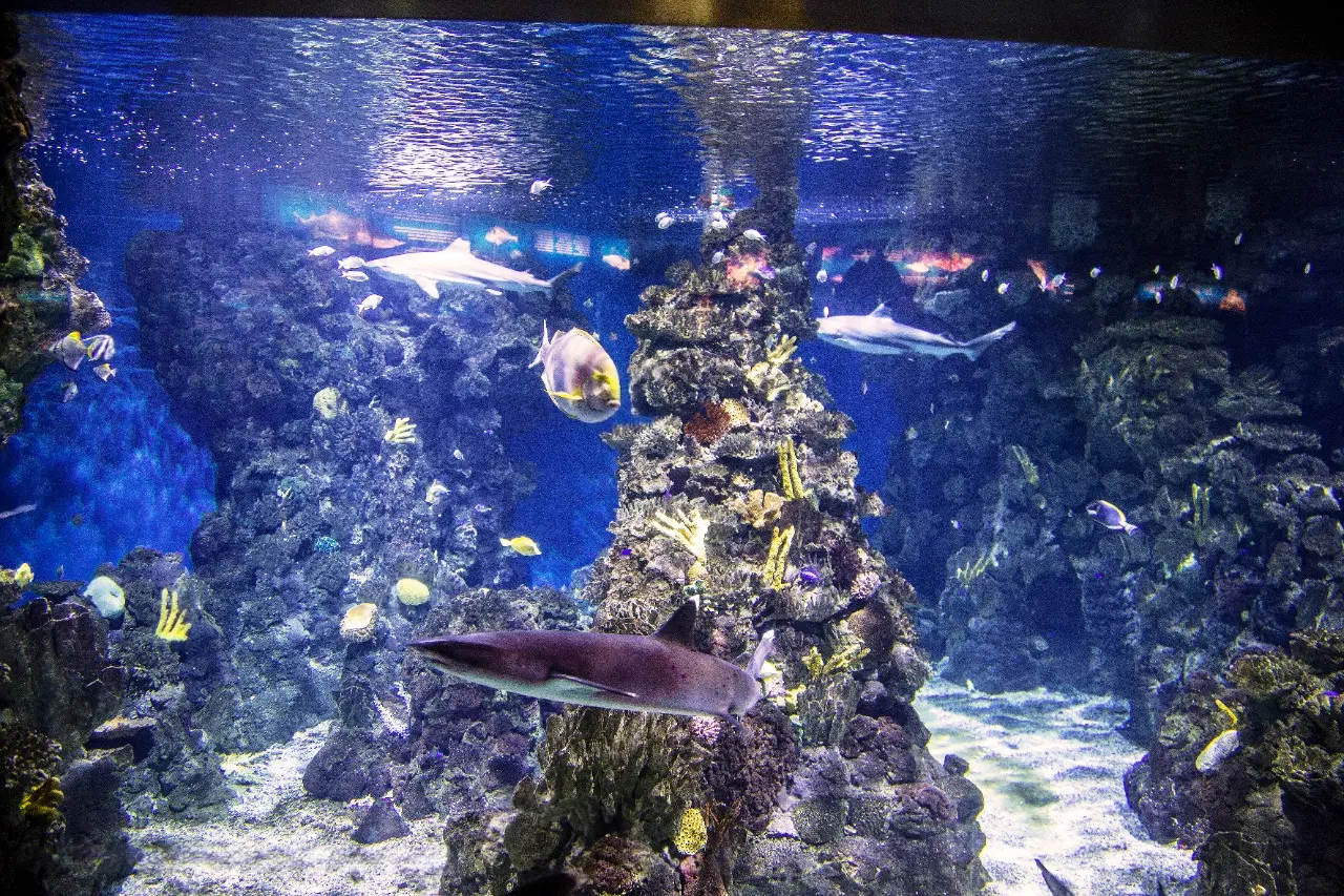 Interact with Marine Creatures