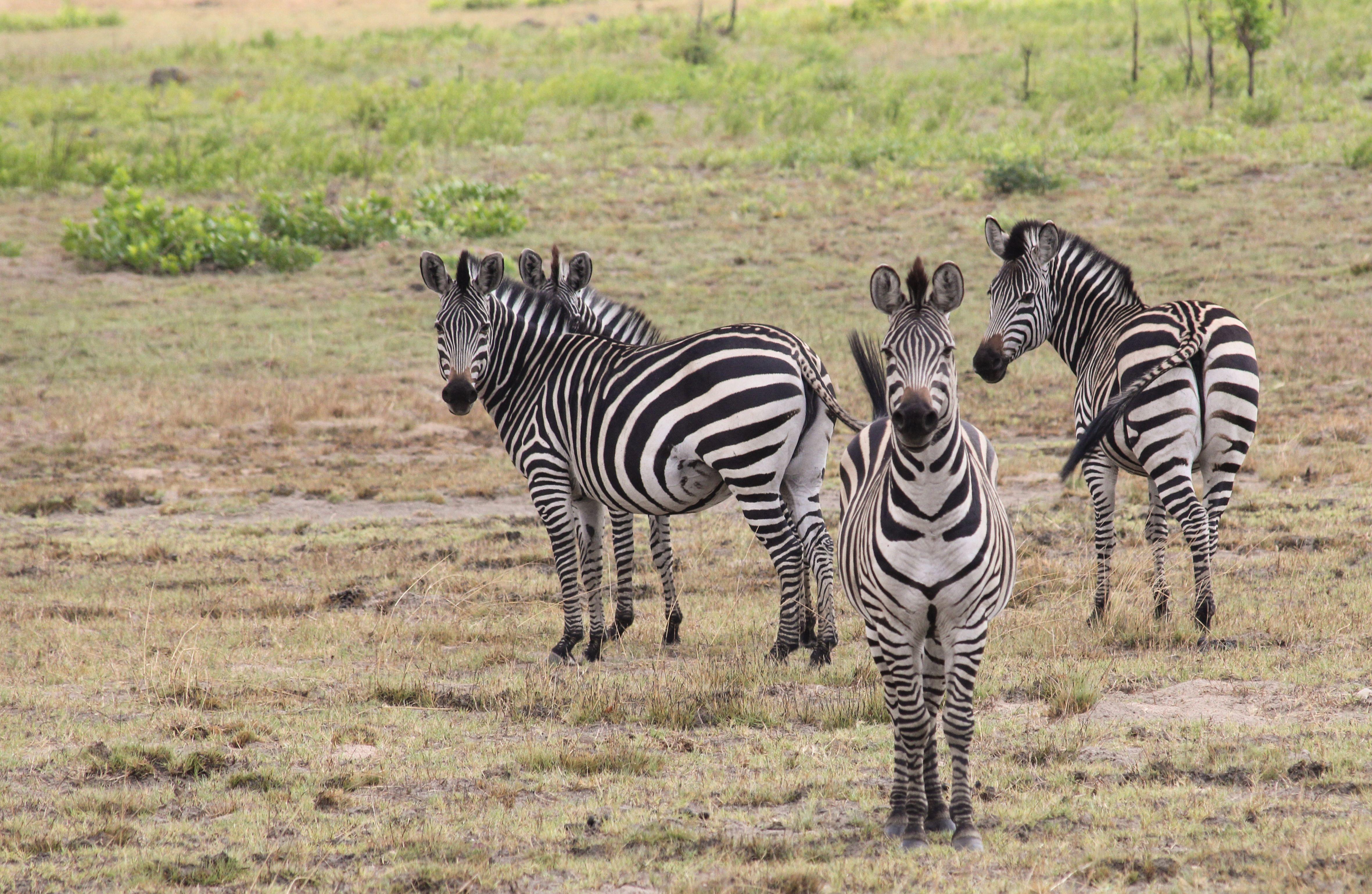 Kafue National Park