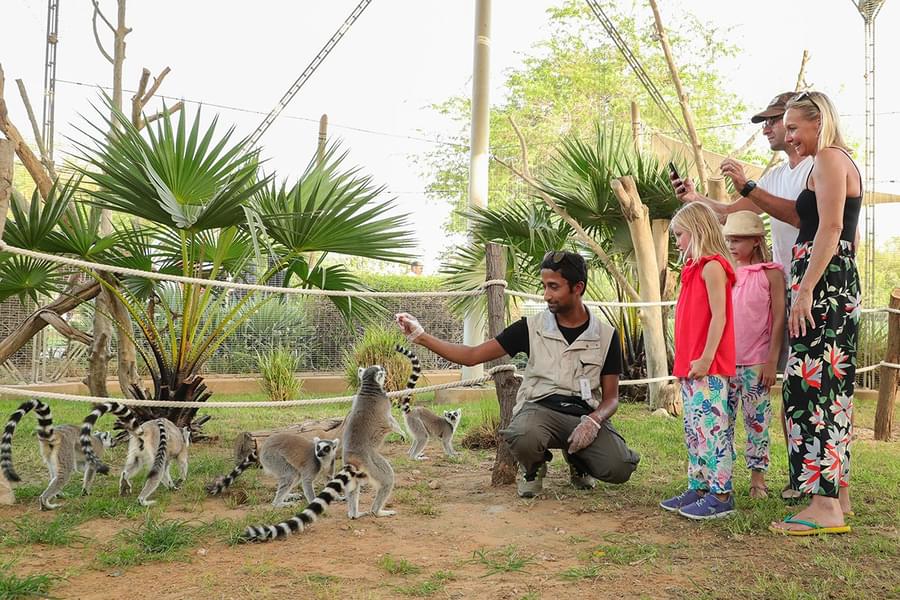 Have a closer look at the lemurs in the special walk