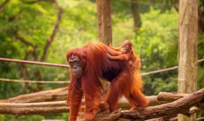 Orangutan in Singapore Zoo