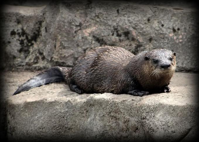 Monterey Bay Aquarium