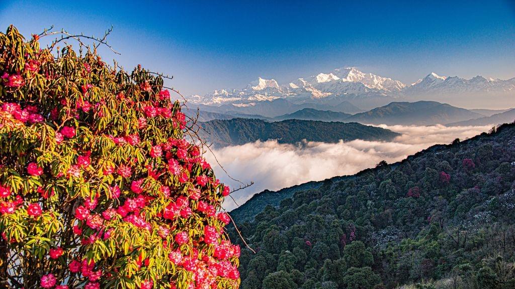 Explore Rhododendron Forests in Full Bloom