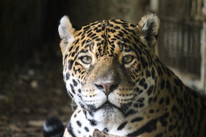 Jaguar in Pistoia Zoo