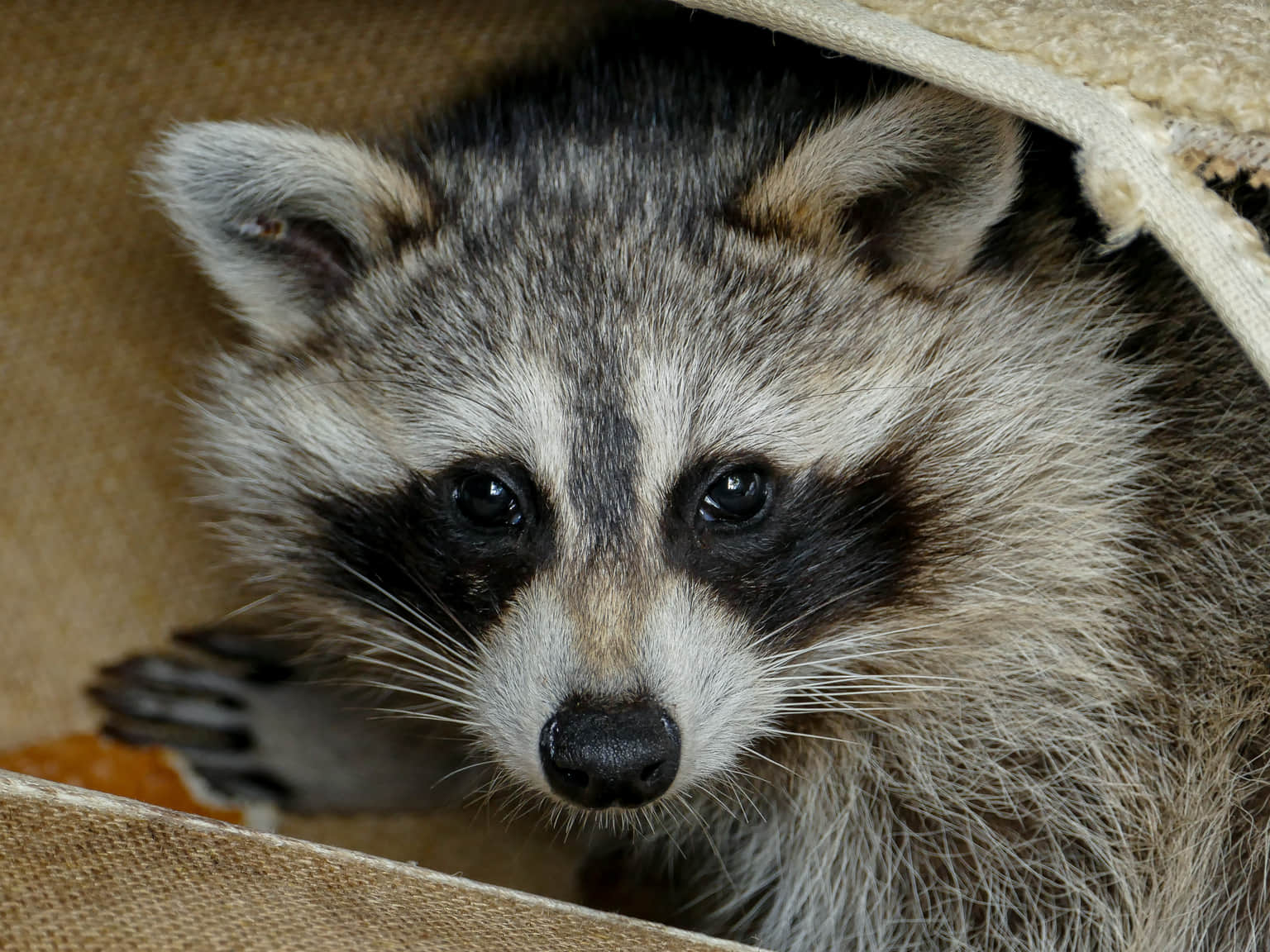 A playful raccoon explores its surroundings with a mischievous glint