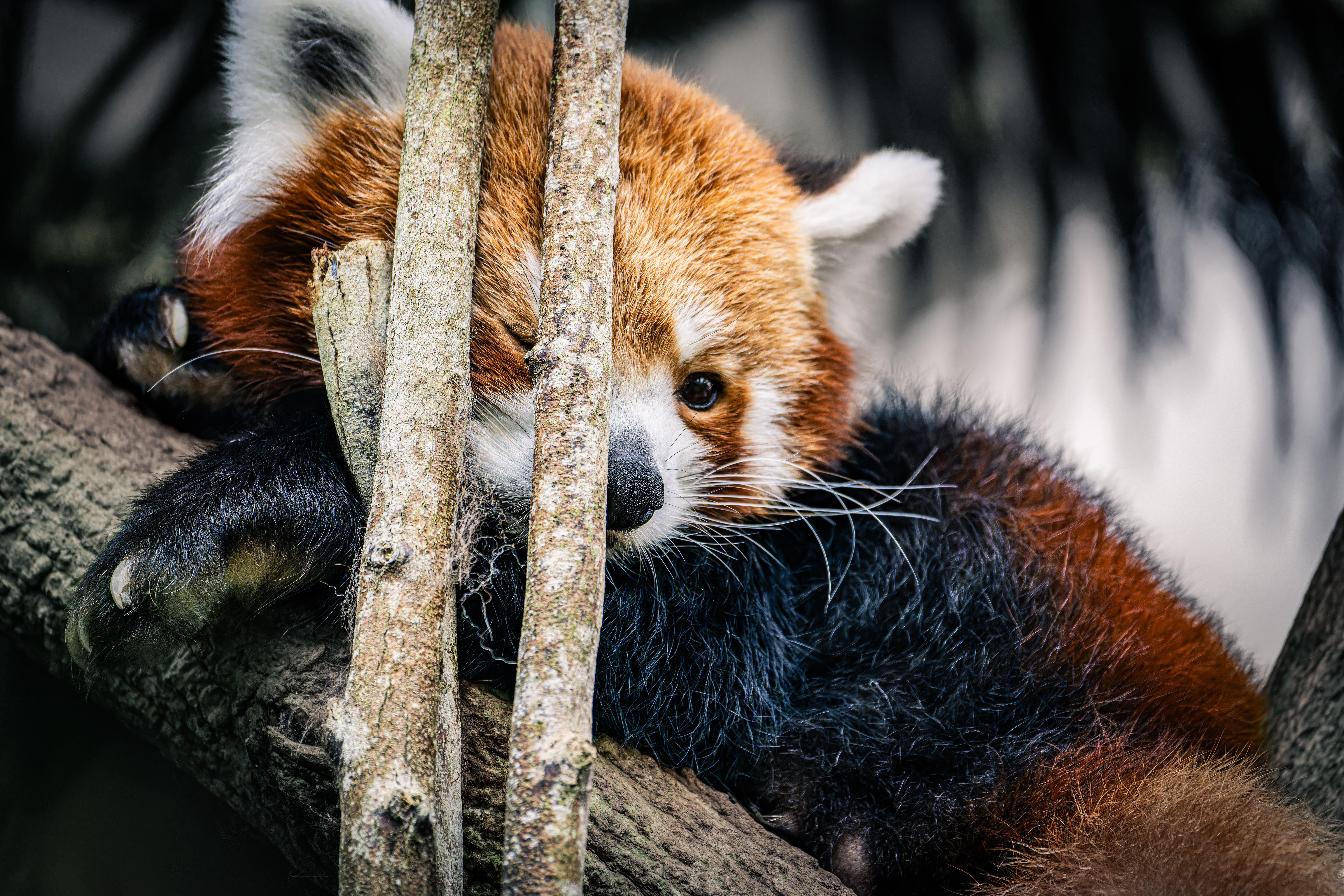 Red Panda Singapore Zoo