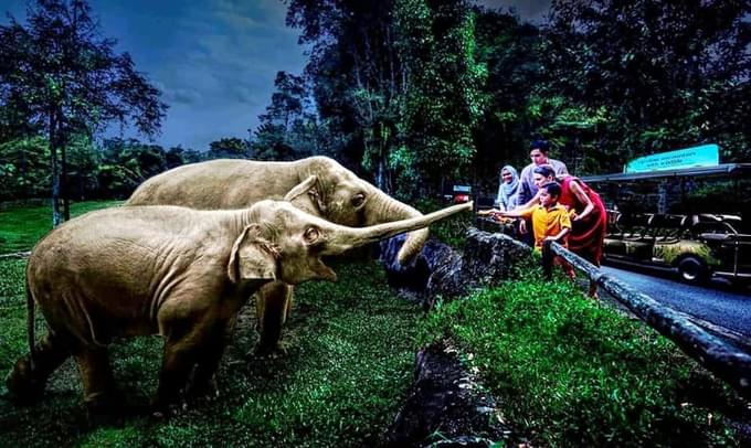 Feeding the Elephants in Singapore Zoo