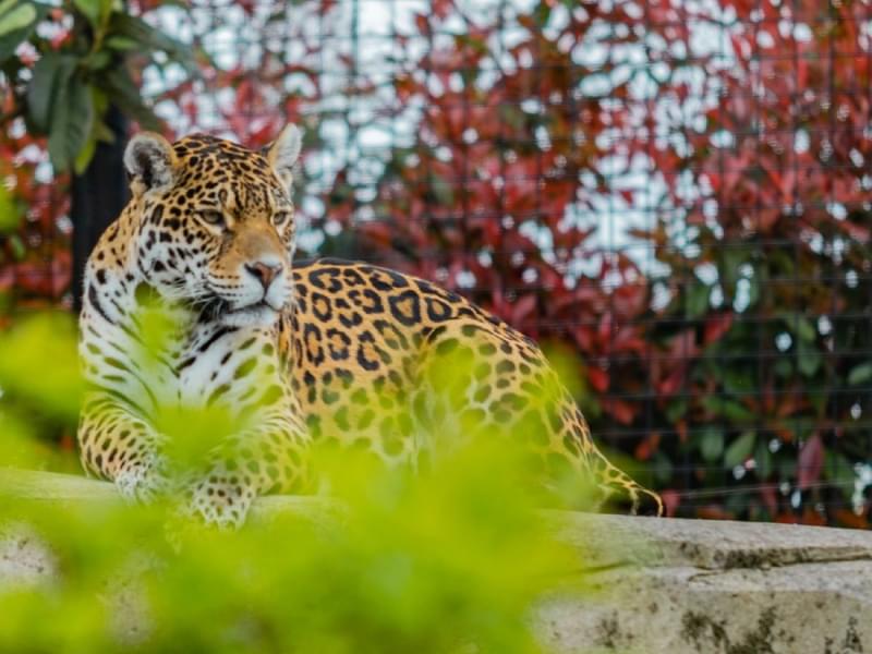 Witness Jaguars in the France Zoological Park one of the only living member of genus Panthera