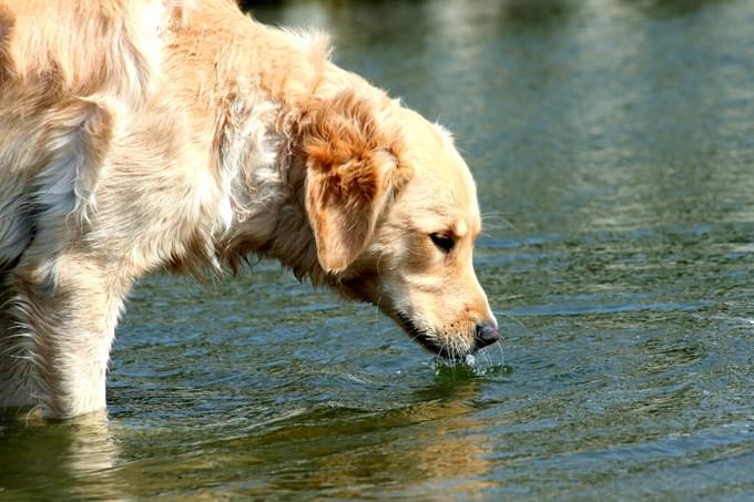 Thirsty Dog Drinking Water