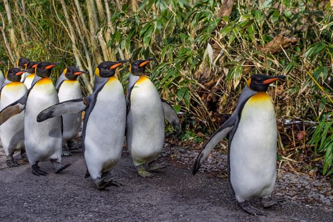 Phillips Island Penguin Parade Tickets & Tours