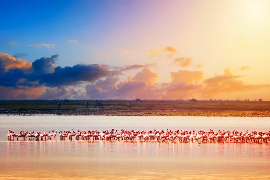 Morning Game Drive at Amboseli National Park Image