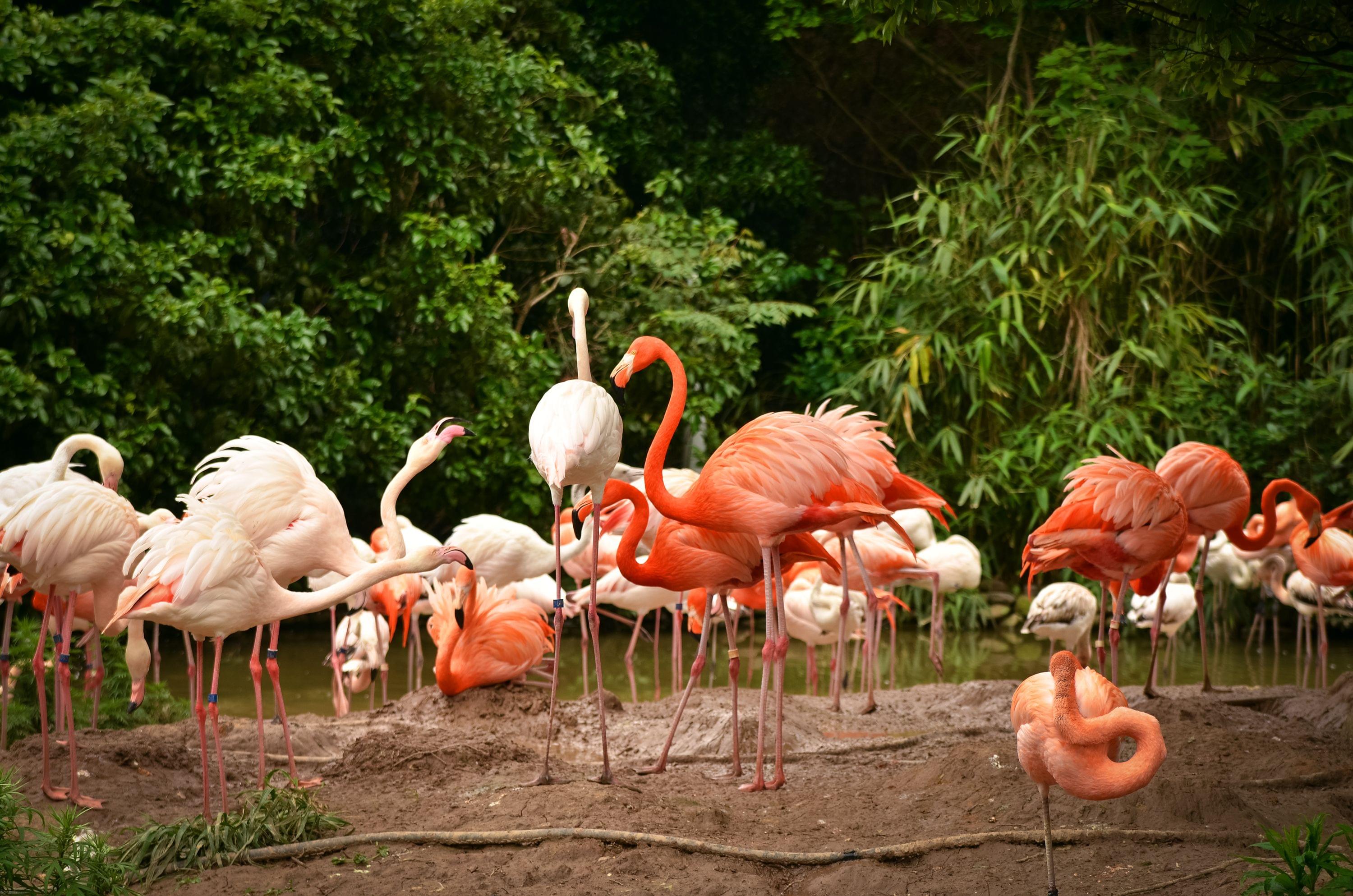 shanghai zoo tickets online