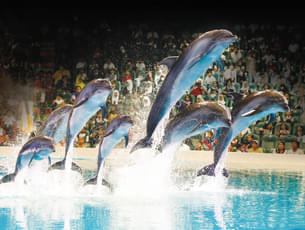 Experience the awe-inspiring Dolphin spectacle live.