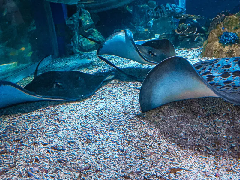 Manila Ocean Park Tickets Image