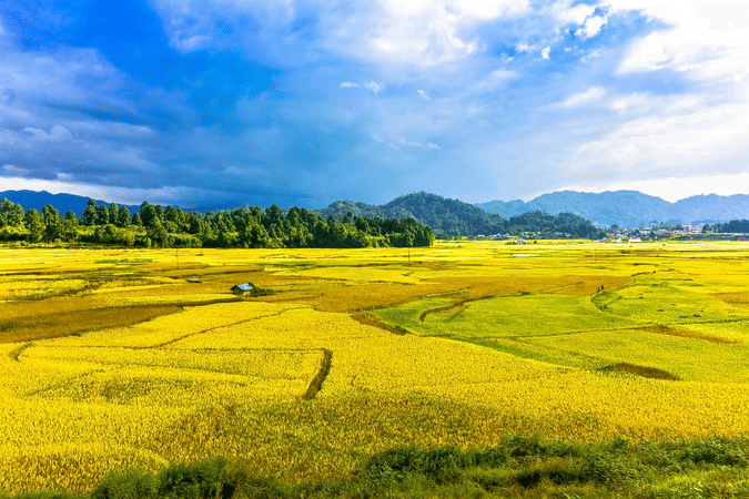 The Rice Fields under blue sky 