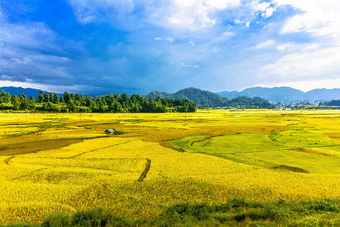 The Rice Fields under blue sky 