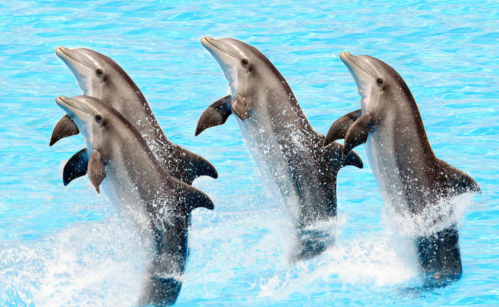 See the incredible performance by Dolphins, as they show you their amazing acrobatic skills