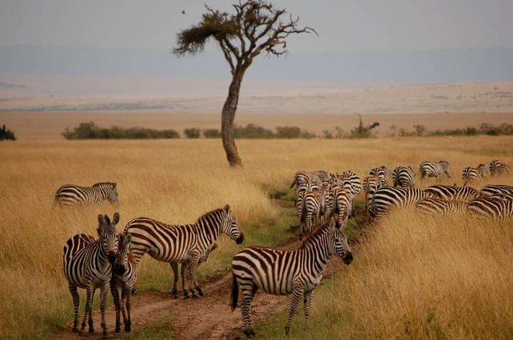 East Africa Safari