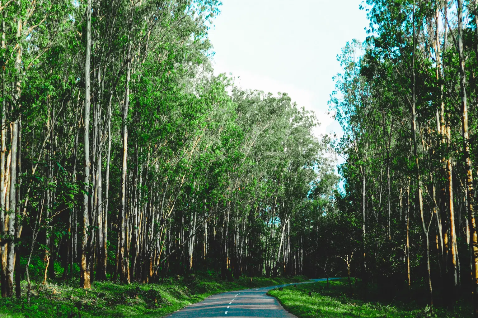 Trip To Wayanad Kerala