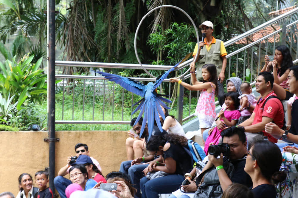 Watch the Bird Show: